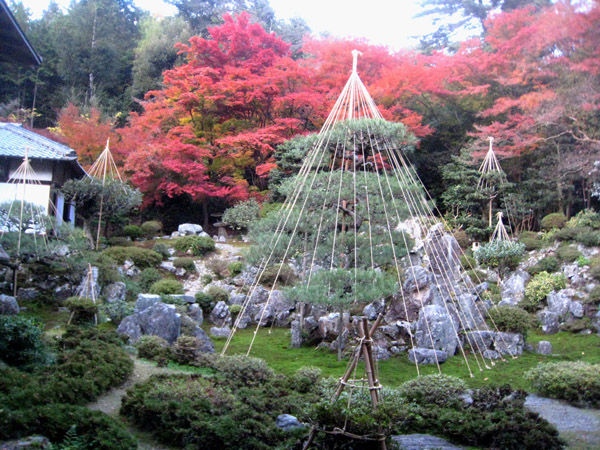 青岸寺庭園_雪吊り設置後