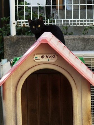 s-IMGP9275○クロネコ縦トリ3