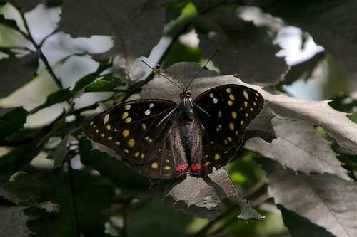 s-IMGP4478○オオムラサキ♀