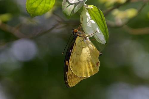 s-IMGP4428○オオムラサキ羽化トリ