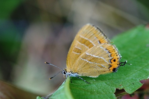 s-IMGP1446アカシジミ明