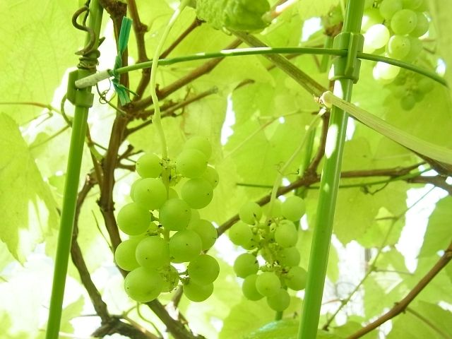 R0043819_ブドウデラウェア_20110716