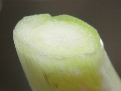 R0049004_再生下仁田ネギ白い部分の断面_20120418