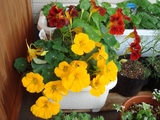 temp_ナスタチウム_4月花盛り.jpg