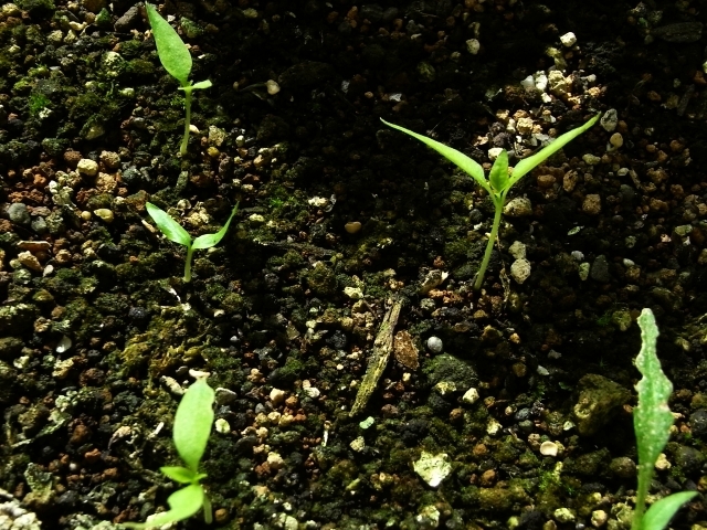 R0026309_唐辛子鷹の爪発芽か_20100717