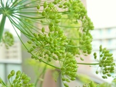R0043199_�ǥ���_20110618