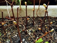 R0049114_ブドウデラウェア挿し木の芽も膨らむ_20120421