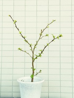 R0049249_山椒_20120428