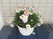 R0017320_�ޡ�����åȤ�����١��뿢���ؤ�_20090504