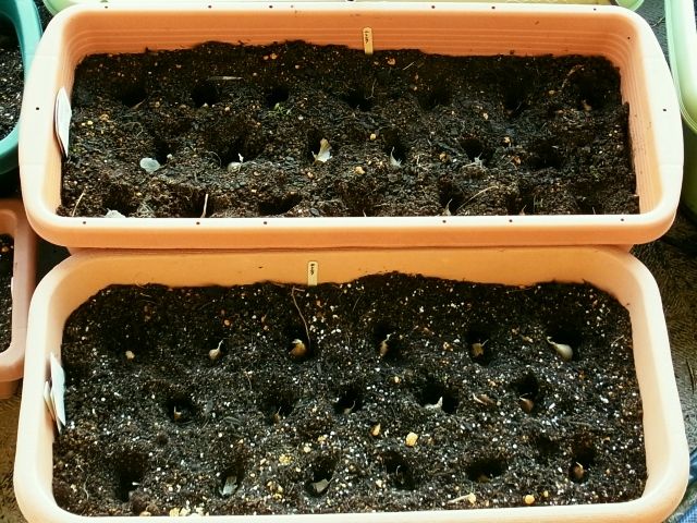 R0045829_ニンニク球根植え付け_20111016