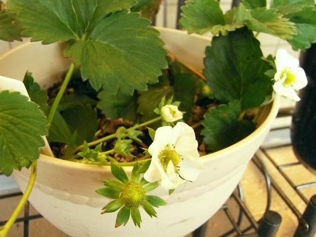 R0021951_苺_子株続々開花_20091128