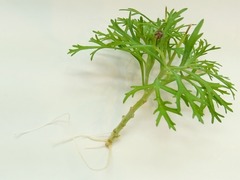 R0048058_マーガレット発根_20120219