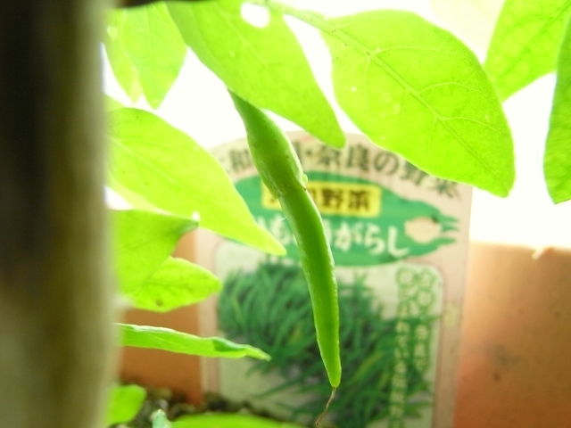 R0026050_ひもとうがらしの実_20100703