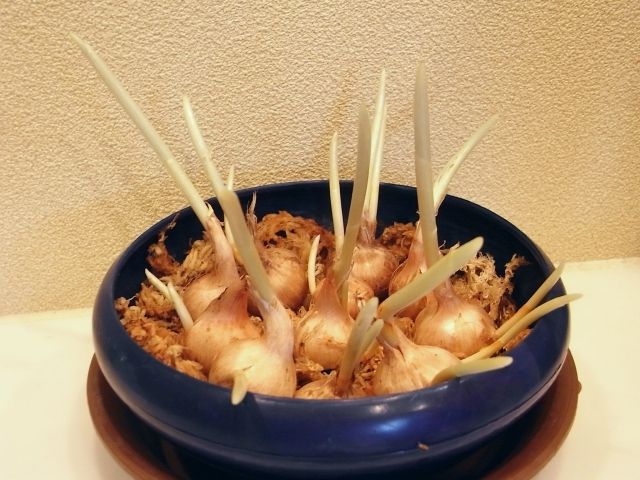 R0028827_サフラン植え付け_20101123
