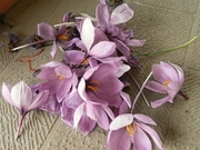 R0012377_サフランの花