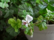 R0017517_�ѥ��ʥåץ를��˥���β�_20090510