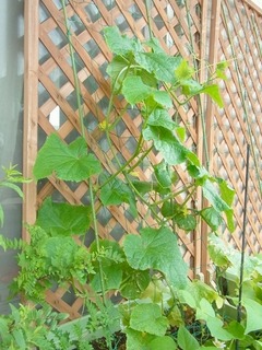 R0043171_���奦��_20110618
