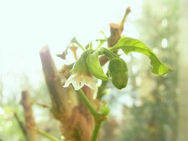 R0029544_万願寺唐辛子の花と実_20110109