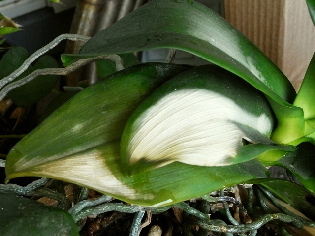 R0021485_胡蝶蘭の葉焼け_20091018