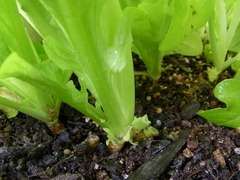 R0041236_レタス修道士のあごひげ間引き後根元_20110402