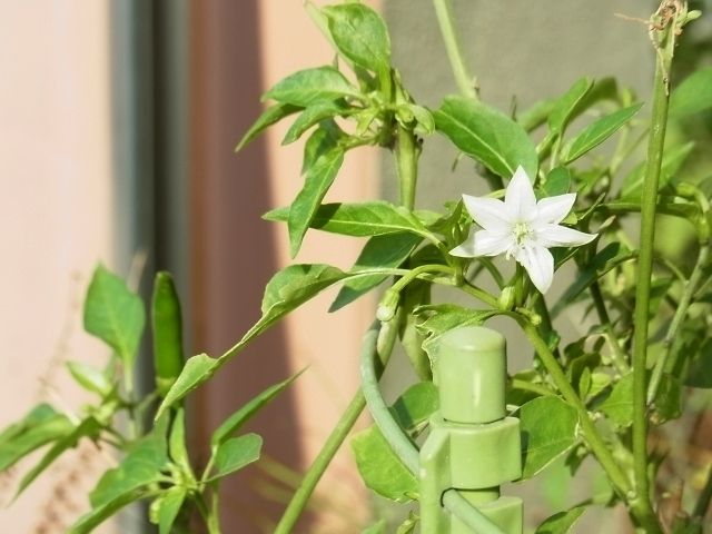 R0046336_鷹の爪唐辛子の花_20111112