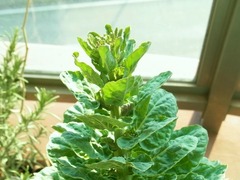 R0040799_芽キャベツ_20110320