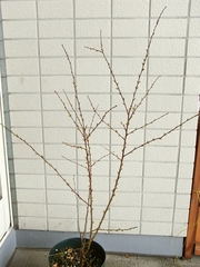 R0015640_�ҥȥ��˥略����_20090314