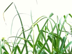R0042202_ニンニクの花芽_20110510