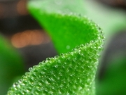 R0017850_アイスプラントのつぶつぶ_20090520