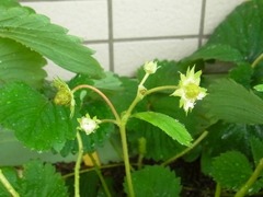 R0043312_苺_20110625