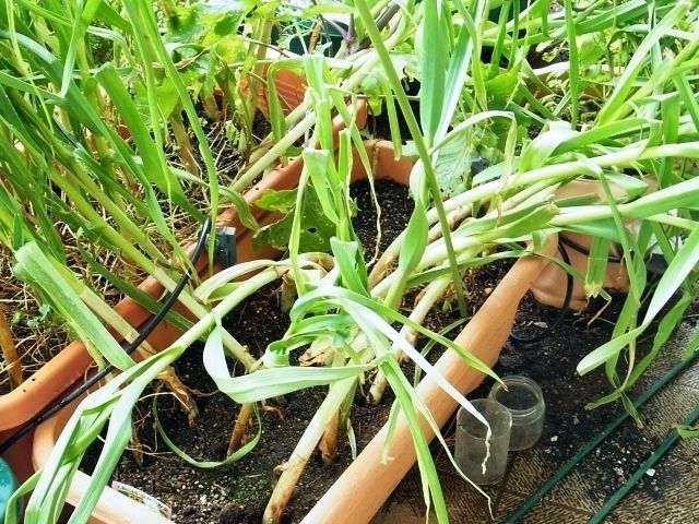 R0049649_ニンニク暴風でぐにゃぐにゃ_20120510
