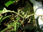 R0020268_�ꥭ��٥�_20090820