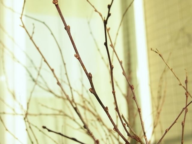 R0029509_一重庭桜の花芽_20110108