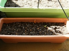 R0045804_����ޥ�_20111016