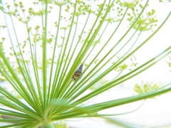 R0042441_ディル_20110521
