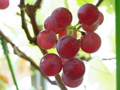 R0044577_ブドウデラウェア_20110813