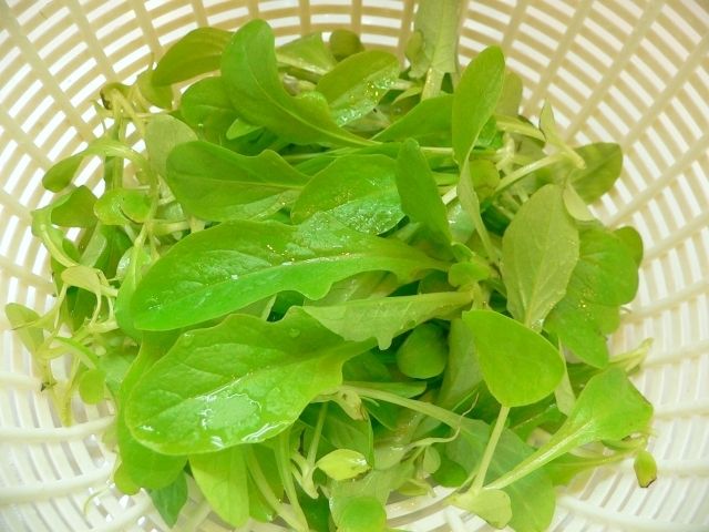 P1030214_レタス修道士のあごひげ間引き菜_20101230