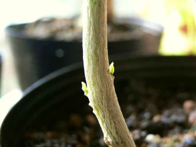 P1030162_唐辛子鷹の爪の新芽_20101230