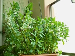 R0048424_����ޥ�_20120317