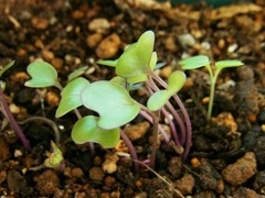 R0045813_コールラビの発芽_20111016