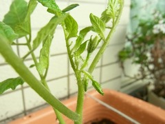R0042087_�ߥ˥ȥޥ��Ĥβֲ�_20110507