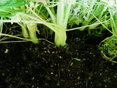 R0047417_カラフルキャロット土寄せ_20120102