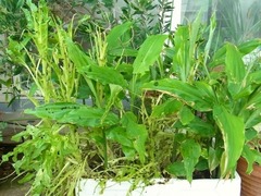 R0042724_�쥿����謲�_20110529