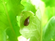 R0023253_かぶの葉にナメクジ_20100227