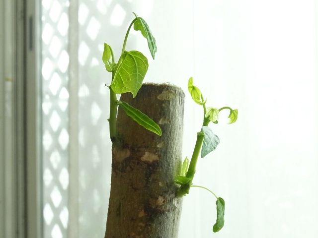 R0043235_パパイヤ_20110618