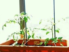 R0042343_�ߥ˥ȥޥ��Ŀ����դ�1���ָ�_20110515
