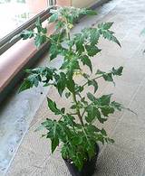 �ߥ˥ȥޥ�Ŧ����Ʋ���ޤ��ꤷ�����ĥݥåȤǵ��粽
