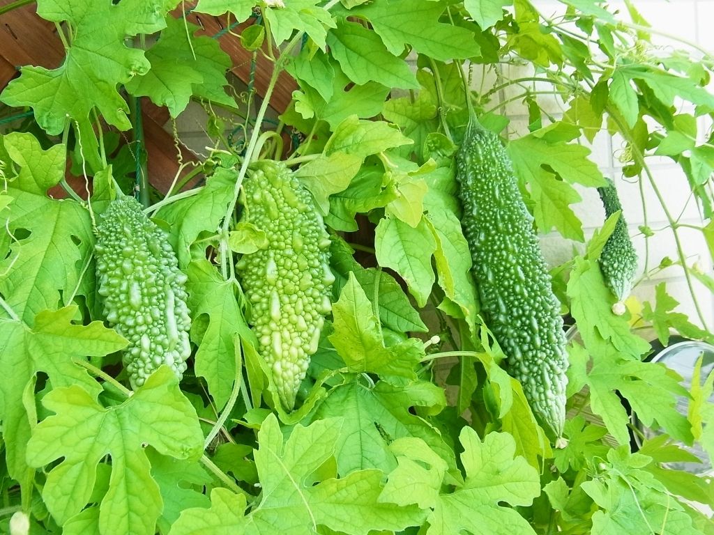 R0044627_ゴーヤの実_20110813