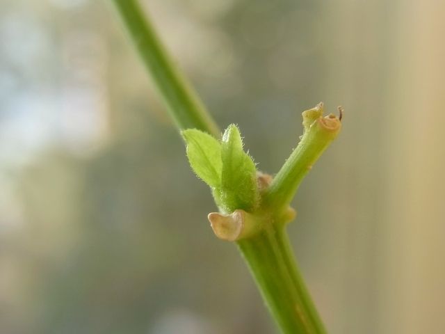 R0029542_万願寺唐辛子の新芽_20110109