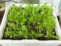 R0040290_レタス修道士のあごひげ_20110219